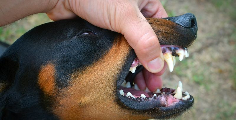 Steps to Take After A Dog Bite Incident