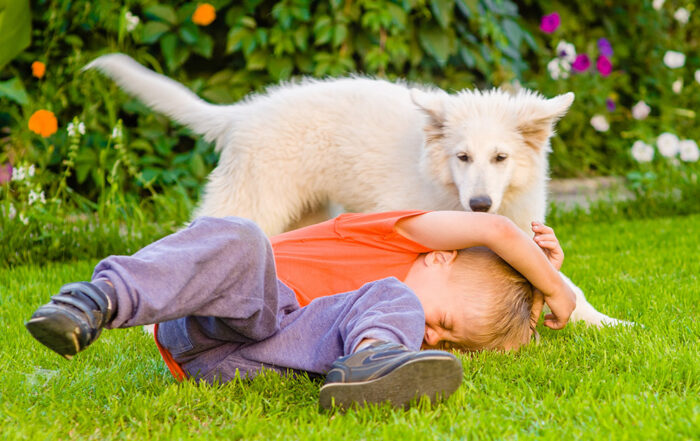 A friendly dog bites a child at a party